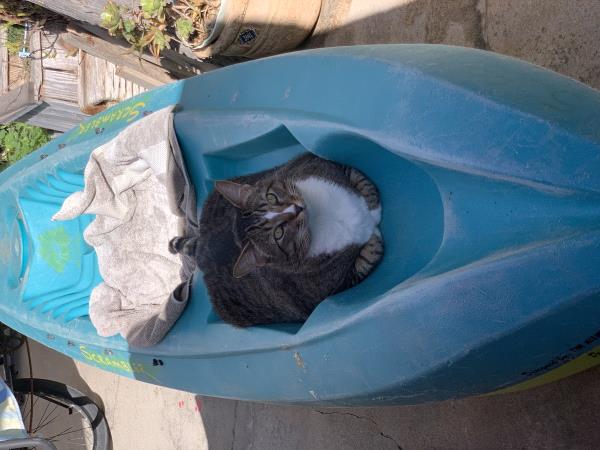 /Images/uploads/Friends of Seal Beach Animal Care Center/2022sbacc/entries/21691thumb.jpg